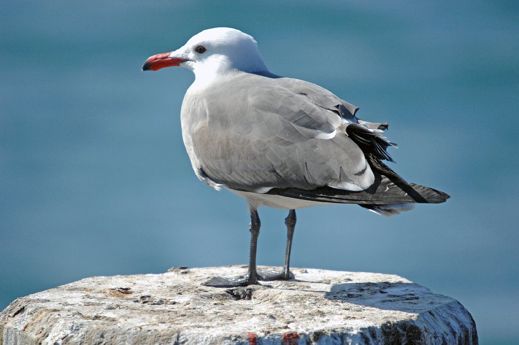 Gull, Heerman's, 2007-01276720 San Diego Maritime Museum, CA.JPG - Heerman's Gull, San Diego Maritime Museum and area, 1-27-2007